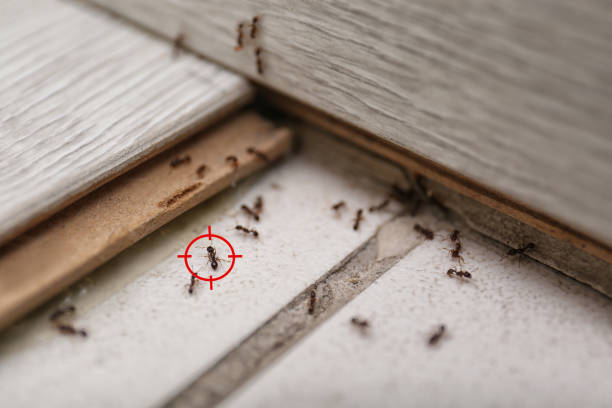Best Cockroach Control Services  in Saint Johns University, MN