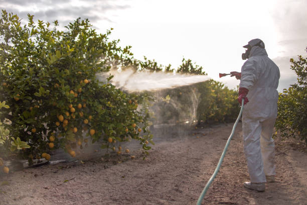 Best Mosquito Control Services  in Saint Johns University, MN