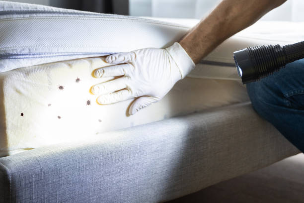 Best Best Pest Control Companies  in Saint Johns University, MN