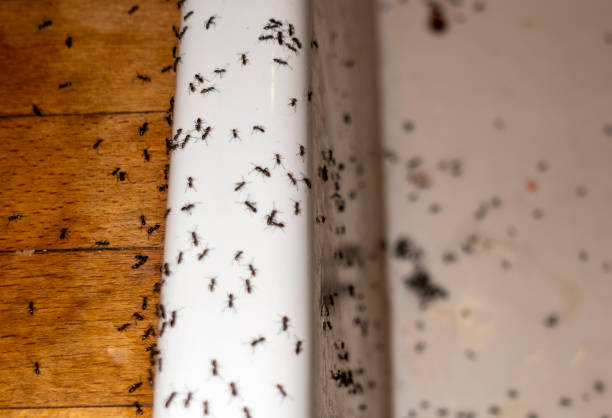 Best Local Pest Control Services  in Saint Johns University, MN