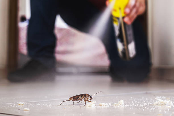 Best Flea Control Services  in Saint Johns University, MN